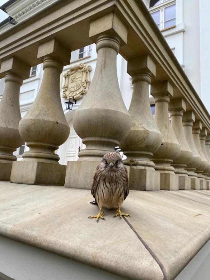 Hotel Palac Borynia Jastrzębie Zdrój Exterior foto